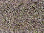 Koperknoopje - Leptinella squalida 'Platt's Black'