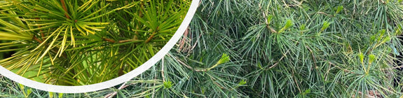Kransspar - Sciadopitys verticillata
