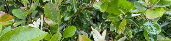 Krentenboompje - Amelanchier alnifolia 'Saskatoon Berry'