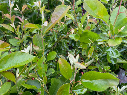 Krentenboompje - Amelanchier alnifolia 'Saskatoon Berry'