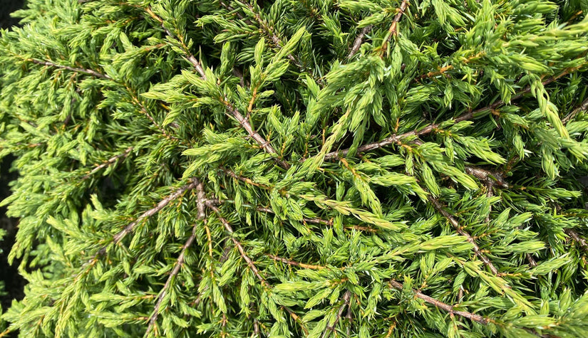 Kruipjeneverbes - Juniperus communis 'Repanda'