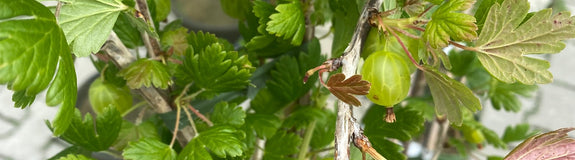 Kruisbes - Ribes uva-crispa 'Invicta'