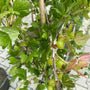 Kruisbes - Ribes uva-crispa 'Invicta'