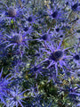 Kruisdistel-Eryngium-planum-Blauer-Zwerg-blauw.jpeg