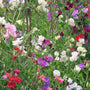 Lathyrus odoratus - Prokerwt bloemen