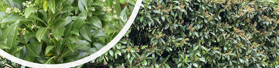 Laurier haag - Prunus laurocerasus 'Herbergii'