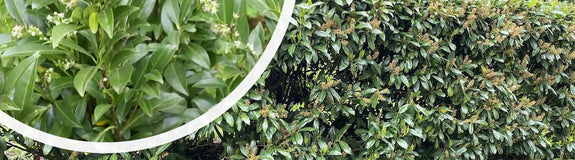 Laurier haag - Prunus laurocerasus 'Herbergii'