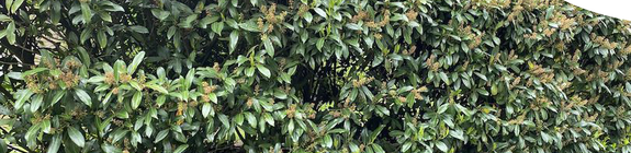 Prunushagen yarinde bladhoudende haagplanten
