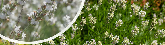 Gewone Lavendel - Lavendula angustifolia 'Edelweis'