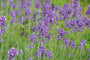 Lavandula angustifolia 'Ellagance Purple'
