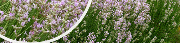 Gewone Lavendel - Lavandula angustifolia 'Rosea'