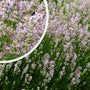 Gewone Lavendel - Lavandula angustifolia 'Rosea'