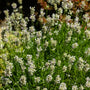 Lavandula angustifolia 'Edelweiss - Lavendel.jpg