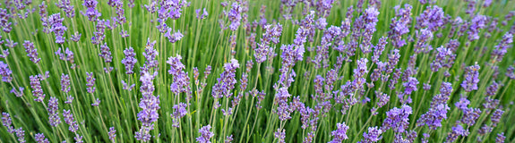 Lavendel - Lavandula intermedia 'Dutch'