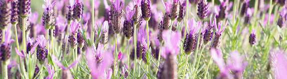 Franse lavendel - Lavandula stoechas subsp. pedunculata