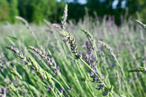 Gewone Lavendel - Lavandula angustifolia 'Phenomenal'