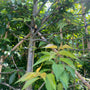Lei Japanse sierkers 'Autumnalis Rosea' Leiboom