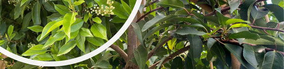Lei Portugese laurier - Prunus lusitanica Angustifolia