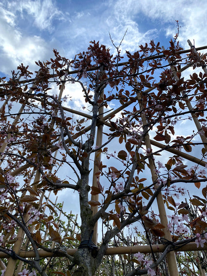 Lei Rode Kerspruim - Prunus cerasifera 'Nigra'
