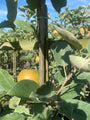 Appelboom - Malus domestica 'Gris Braibant'