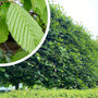 Lei haagbeuk - Carpinus betulus leiboom