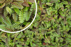Koperknoopje (Groen blad) - Leptinella potentillina (ook per/m2)
