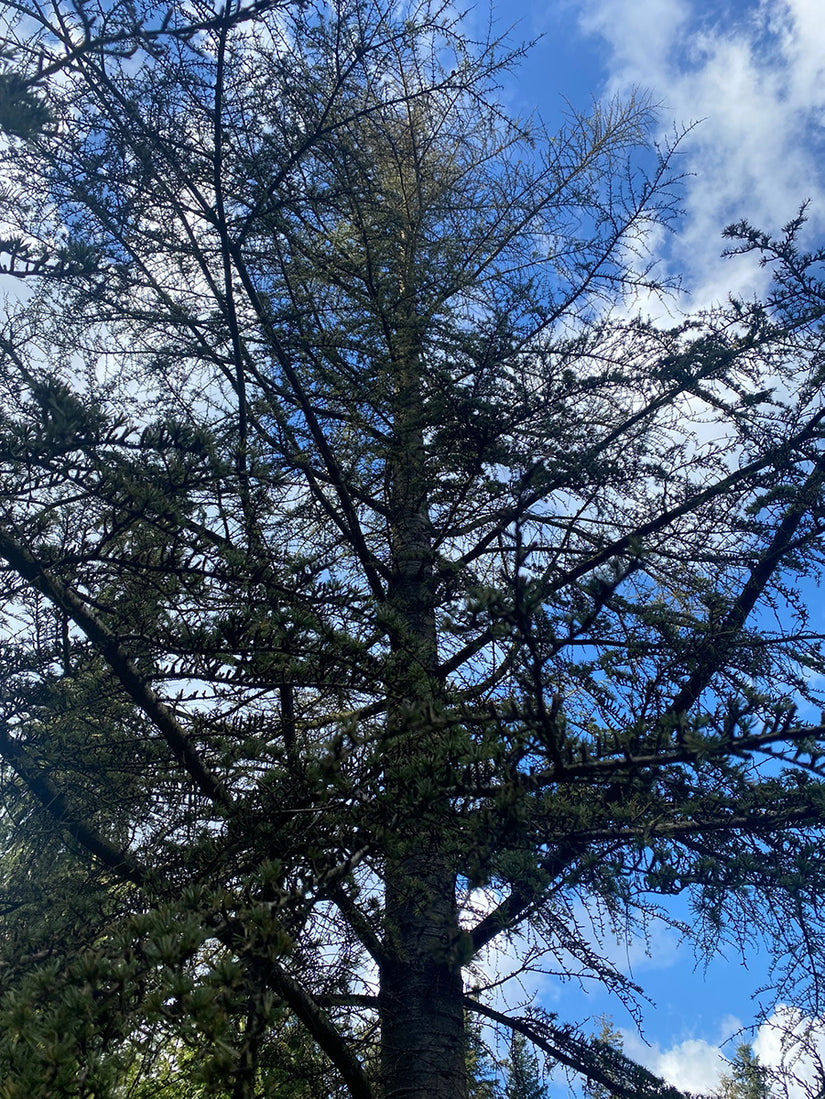 Libanon Ceder - langzaamgroeiende coniferen