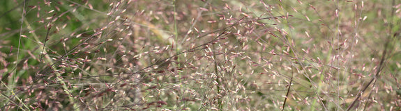 Liefdesgras - Eragrostis spectabilis