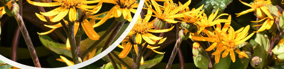 Kruiskruid - Ligularia dentata in bloei