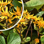 Kruiskruid - Ligularia dentata in bloei