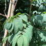 Blad Lijsterbes - Sorbus aucuparia 'Fingerprint'