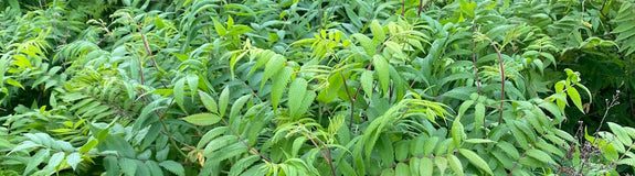 Lijsterbesspirea - Sorbaria sorbifolia