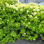 Hortensia limelight tuinplant struiken