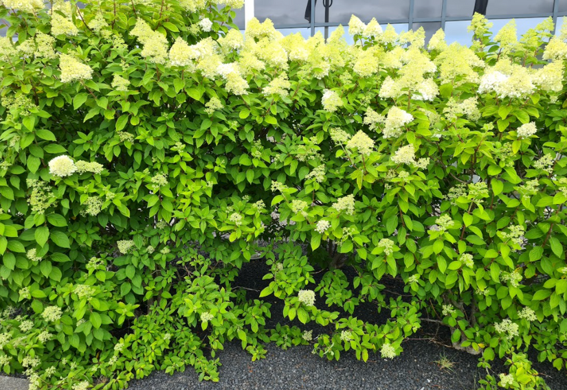 Hortensia limelight tuinplant struiken