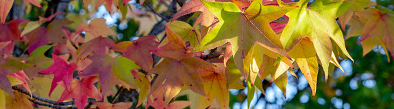 Amberboom - Liquidambar styraciflua 'Autumn Color Globe'