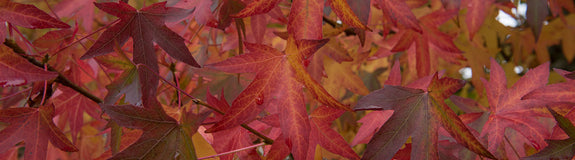 Zuil Amberboom - Liquidambar styraciflua 'Worplesdon' Mooie herfstkleuren