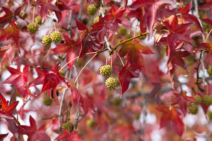 Treur amberboom op stam - Mooie herfstkleuren