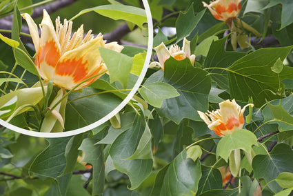 Amerikaanse tulpenboom - Liriodendron tulipifera 'Fastigiat'