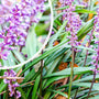 Leliegras - Liriope muscari 'Lilac Wonder' in bloei
