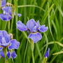Lis-Iris-Sibirica-silver-edge.jpg