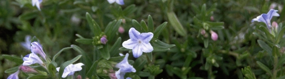 Steenzaad - Lithodora diffusa 'Cambridge Blue'