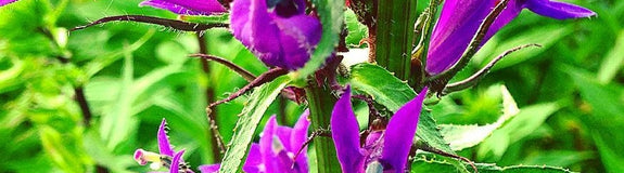 Tuinplanten laatbloeiers paars vaste plant