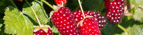 Loganbes - Rubus fruticosus 'Thornless Loganberry'