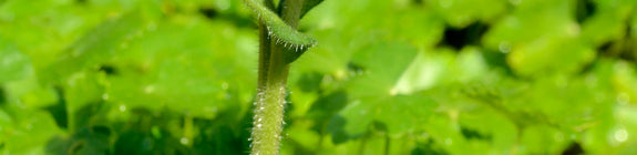 Longkruid-Pulmonaria-longifolia.jpg
