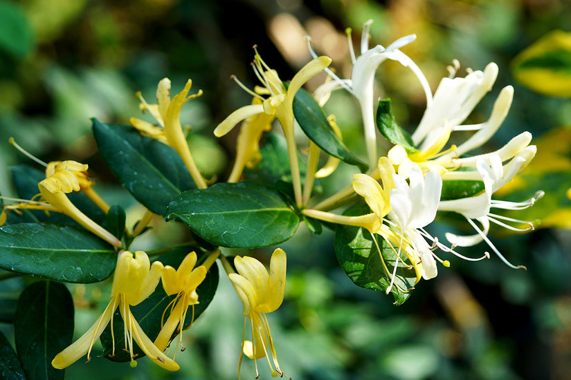 Kamperfoelie - Lonicera japonica 'Hall's Prolific' bloem