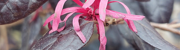 Bloei Chinese franjeboom - Loropetalum chinense ‘Fede’