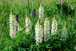 Lupine (Wit) - Lupinus 'Gallery White'