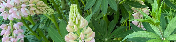 Lupine-plant-Lupinus Russell-Hybrids-bloemen.jpg