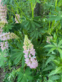 Lupine-plant-Lupinus Russell-Hybrids-bloemen.jpg