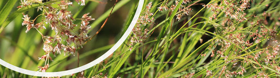 Witte veldbies - Luzula luzuloides met detail